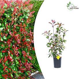 Photinia  fraseri  - Red Robin 60-70cm