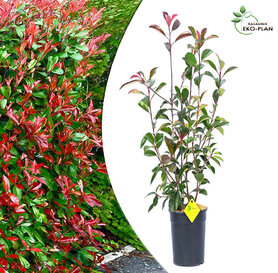 Photinia  fraseri  - Red Robin 140cm