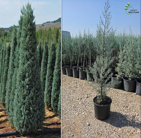 Arizonski čempres -Cupressus arizonica 10l 1.5m