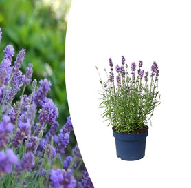 Lavandula  intermedia - Grosso