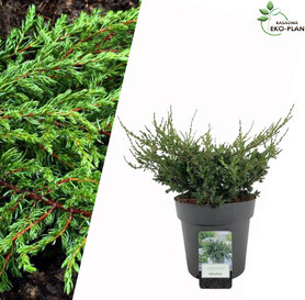 Juniperus Repanda