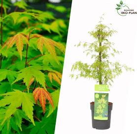 Acer Palmatum - Japanski Javor 1.8m