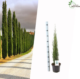 Cupressus Sempervirens Totem - Italijanski Čempres 50-70cm