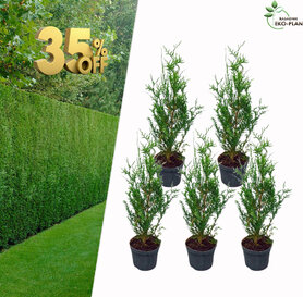 5 x Cupressocyparis leylandii 60-80cm