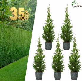 5 x Cupressocyparis leylandii 120 cm