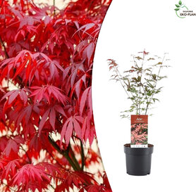 Acer Palmatum Atropurpureum - Crveni Japanski Javor 50cm