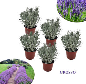 5x Lavanda Grosso