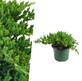 Juniperus procumbens  - Nana