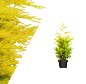 Cupressocyparis leylandii - Gold Rider