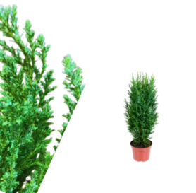 Chamaecyparis lawsoniana - Ellwoodii