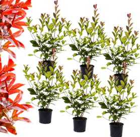 6 x Photinia fraseri  -Red Robin  60-70cm