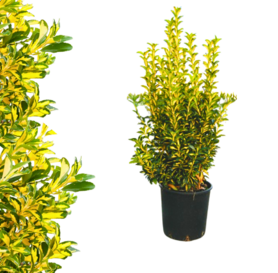 Euonymus japonicus  - Aureopictus 1m