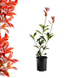 Photinia  fraseri  - Red Robin 40-50cm P10