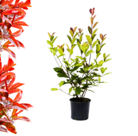 Photinia  fraseri  - Red Robin 70-80cm