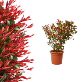 Photinia fraseri  - Compacta