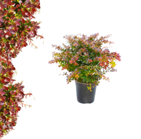 Berberis media - Red Jewel