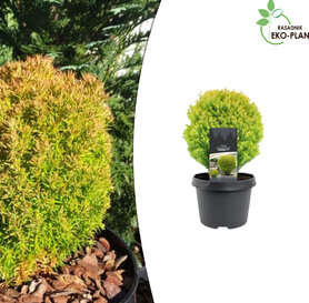 Thuja Teddy Gold