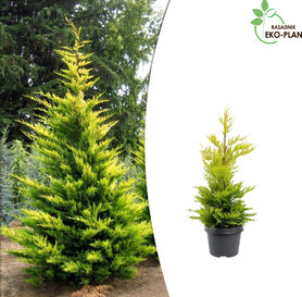 Cupressocyparis leylandii - Gold Rider