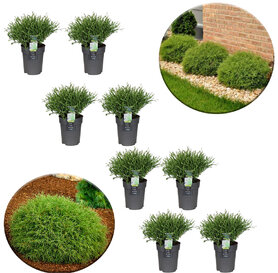 8x Thuja occ.&quot;Mr. bowling ball&quot;