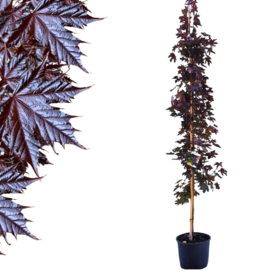 Acer platanoides - Crimson Sentry  2m