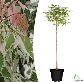 Acer Negundo flamingo