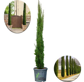 Cupressus Sempervirens Totem - Italijanski Čempres