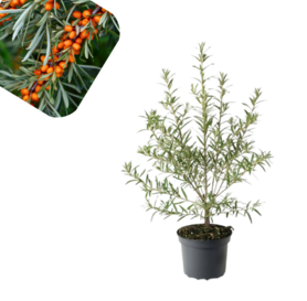 Vucji trn - Hippophae rhamnoides