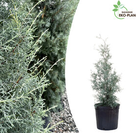 Arizonski čempres -Cupressus arizonica 2l 50cm