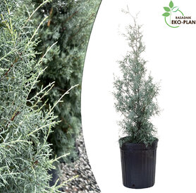 Arizonski čempres -Cupressus arizonica 10l 1.5m