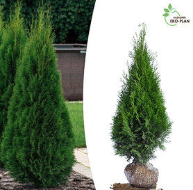 Thuja occ  Smaragd  1m