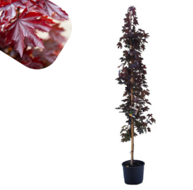 Acer platanoides - Crimson Sentry  2m