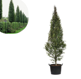 Carpinus betulus fastigiata - Stubasti Grab 2m