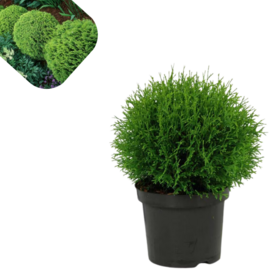 Thuja occ. Tiny Tim 10l