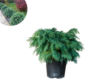 Chamaecyparis lawsoniana - Globosa 10l