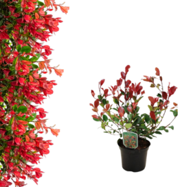 Photinia Little Red Robin - Mini Fotinija
