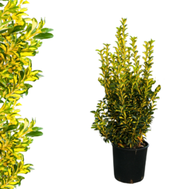 Euonymus japonicus  - Aureopictus 1m