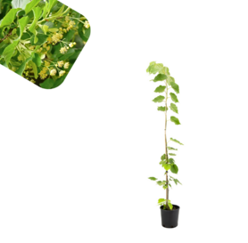 Sitnolisna Lipa -Tilia cordata 1m