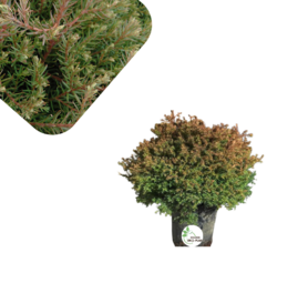 Chamaecyparis thyoides - Heatherbun