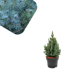 Picea glauca Sander  Blue