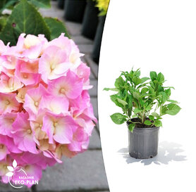 Hydrangea macrophylla -  Soft  Blue Power Pink 