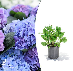 Hydrangea macrophylla - Early Blue Pink 