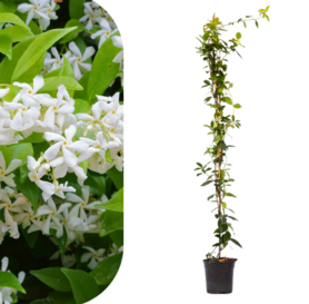 Zvezdasti Jasmin - Trachelospermum jasminoides