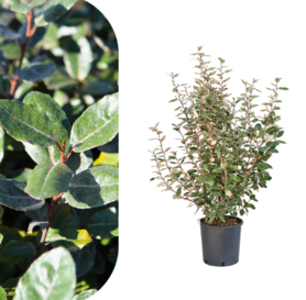 Elaeagnus ebbingei