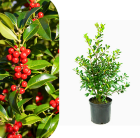 Ilex aquifolium - Nellie R. Stevens