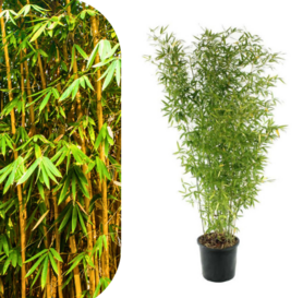 Zlatni Bambus - Phyllostachys Aurea 2m