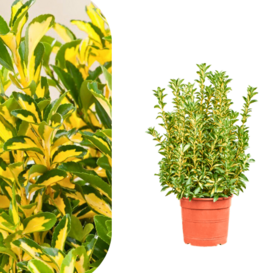 Euonymus japonicus Aureopictus