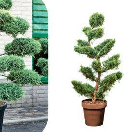 Juniperus spp. - Bonsai 140cm