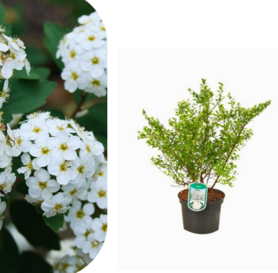 Spiraea - vanhouttei