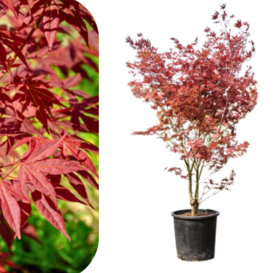 Acer pal. Atropurpureum – Japanski crveni javor