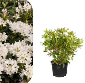 Rhododendron -Cunningham&#039;s White